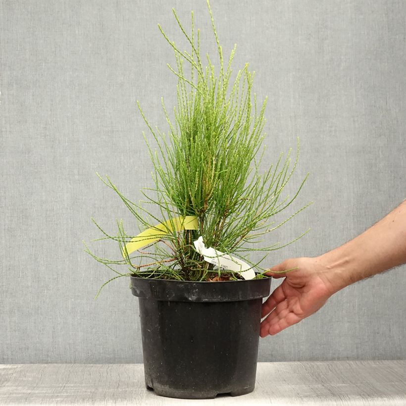 Esemplare di Platycladus orientalis Franky Boy - Tuia orientale Vaso da 7,5L/10L consegnato in estate