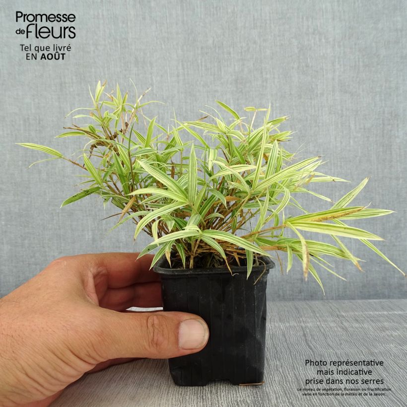 Esemplare di Pleioblastus chino Elegantissimus Vasetto da 8/9 cm consegnato in estate