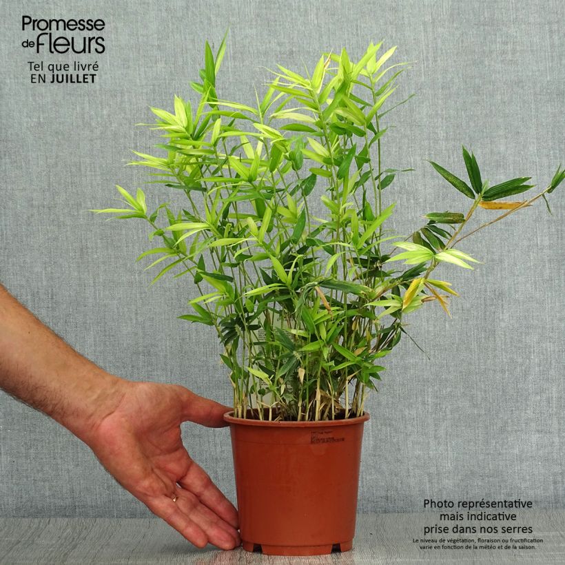 Esemplare di Pleioblastus pygmaeus Distichus - Bambù pigmeo Vaso da 1L/1,5L consegnato in estate