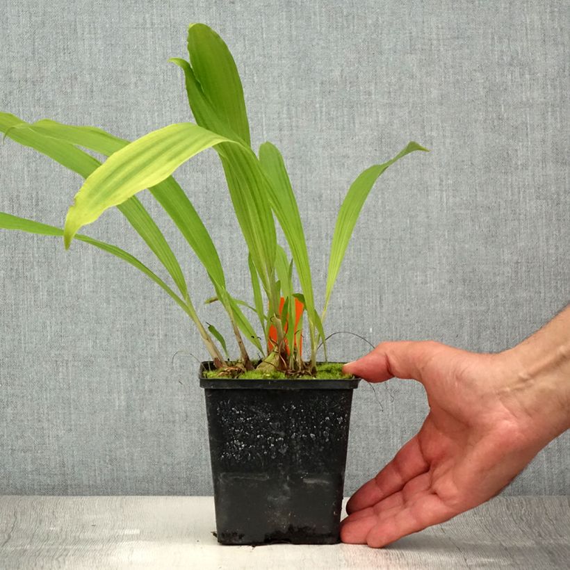 Esemplare di Pleione formosana Vaso da 1L/1,5L consegnato in estate