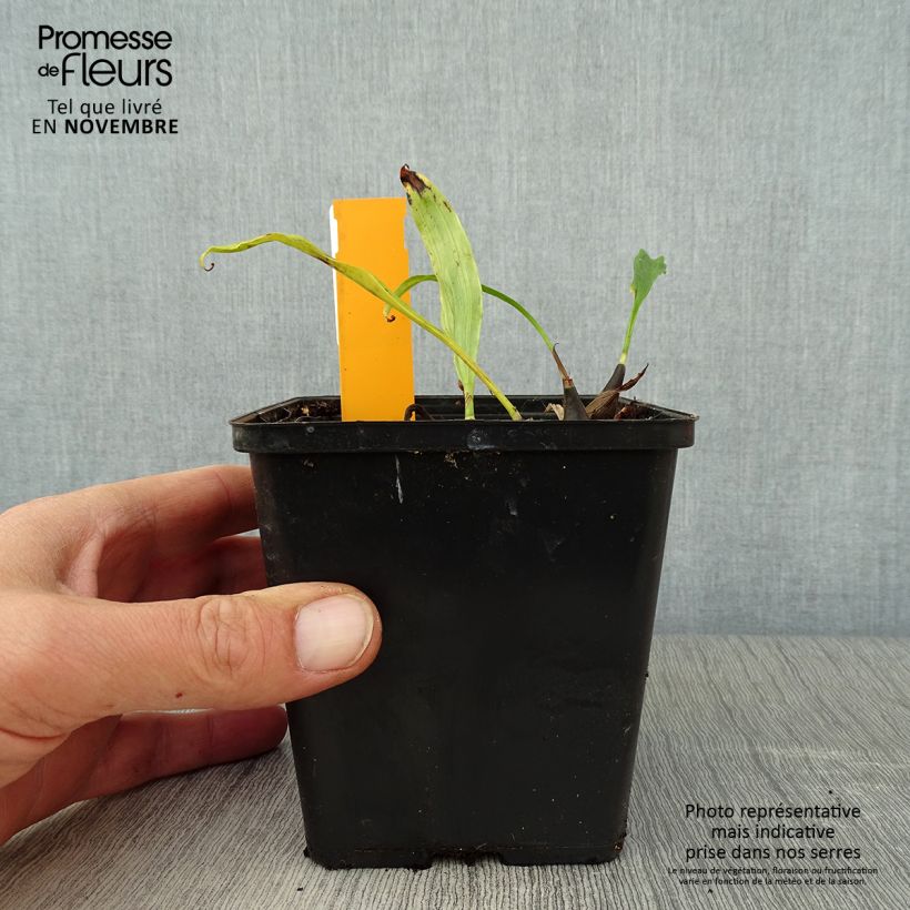 Esemplare di Pleione Tongariro Vaso da 1L/1,5L come consegnato in autunno