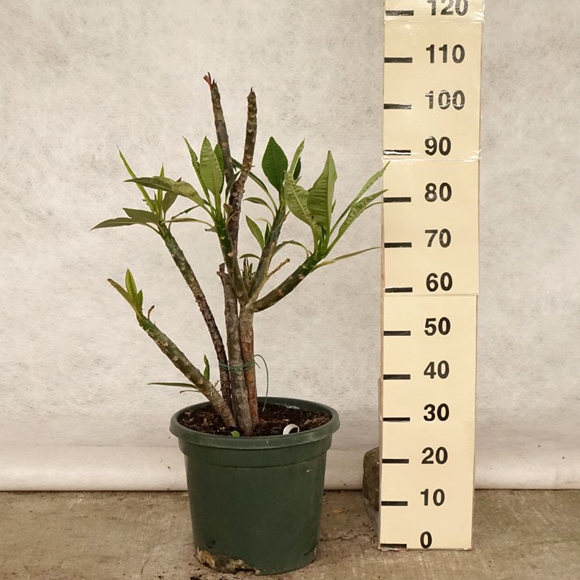 Esemplare di Plumeria rubra - Frangipani Pomelia Vaso da 7,5L/10L consegnato in estate