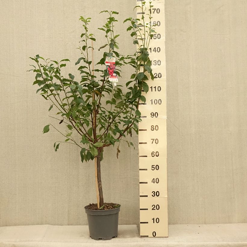 Esemplare di Pluot Pink Candy Vaso da 7,5L/10L, Vasetto consegnato in estate