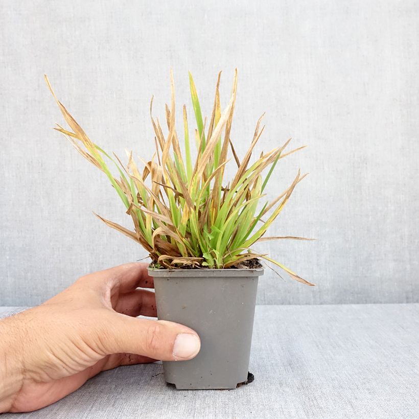 Esemplare di Poa chaixii - Fienarola di Chaix Vasetto da 8/9 cm consegnato in estate