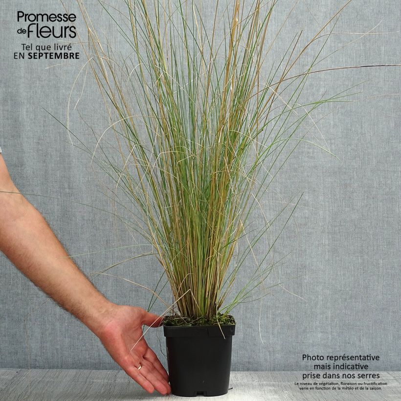 Esemplare di Poa labillardieri Vaso da 2L/3L consegnato in estate