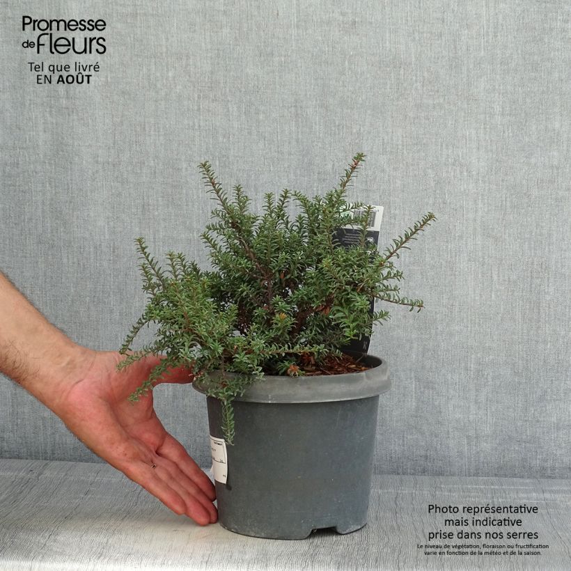 Esemplare di Podocarpus lawrencei Red Tip Vaso da 2L/3L consegnato in estate