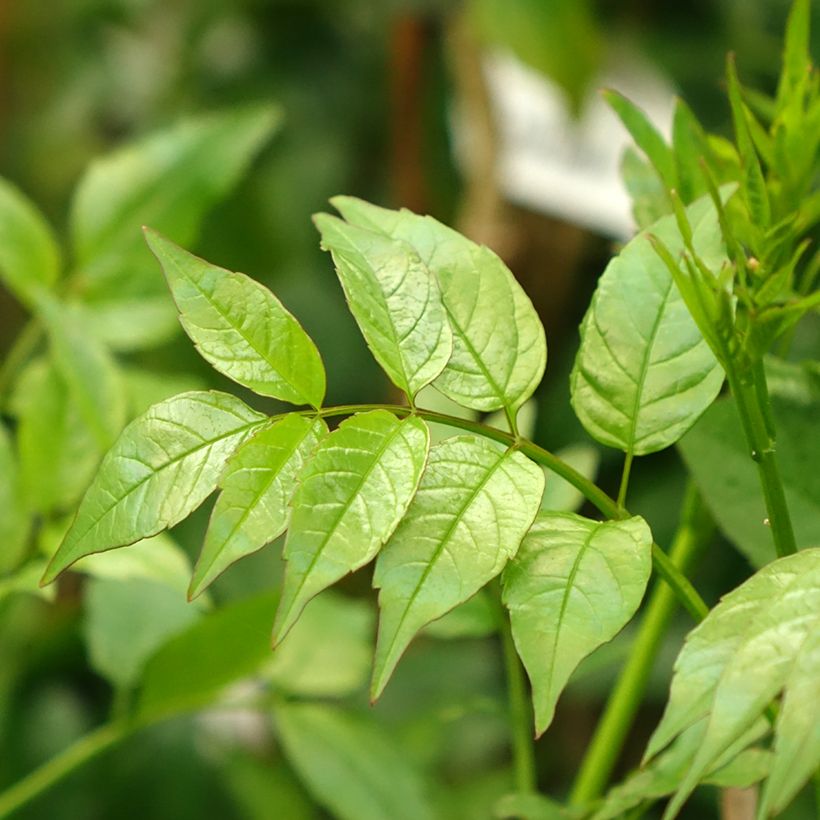 Podranea ricasoliana - Bignonia rosa (Fogliame)