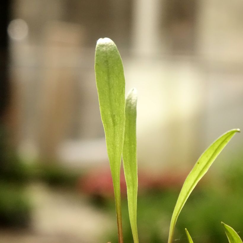 Pogonia ophioglossoides (Fogliame)