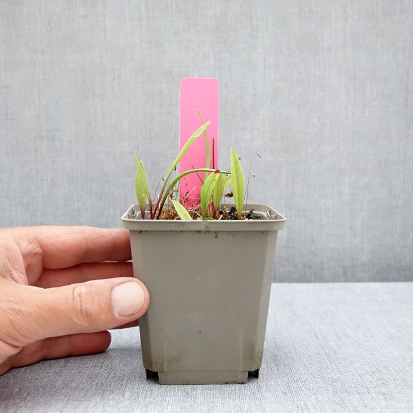 Esemplare di Pogonia ophioglossoides Vasetto da 8/9 cm consegnato in estate