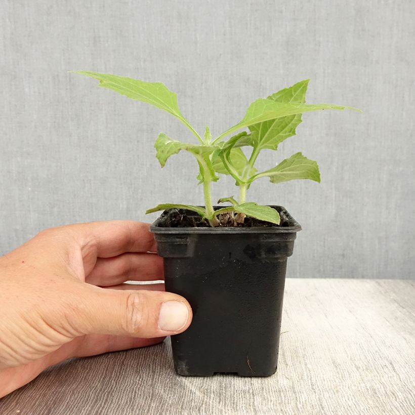 Esemplare di Yacón Bio Vasetto da 8/9 cm consegnato in estate