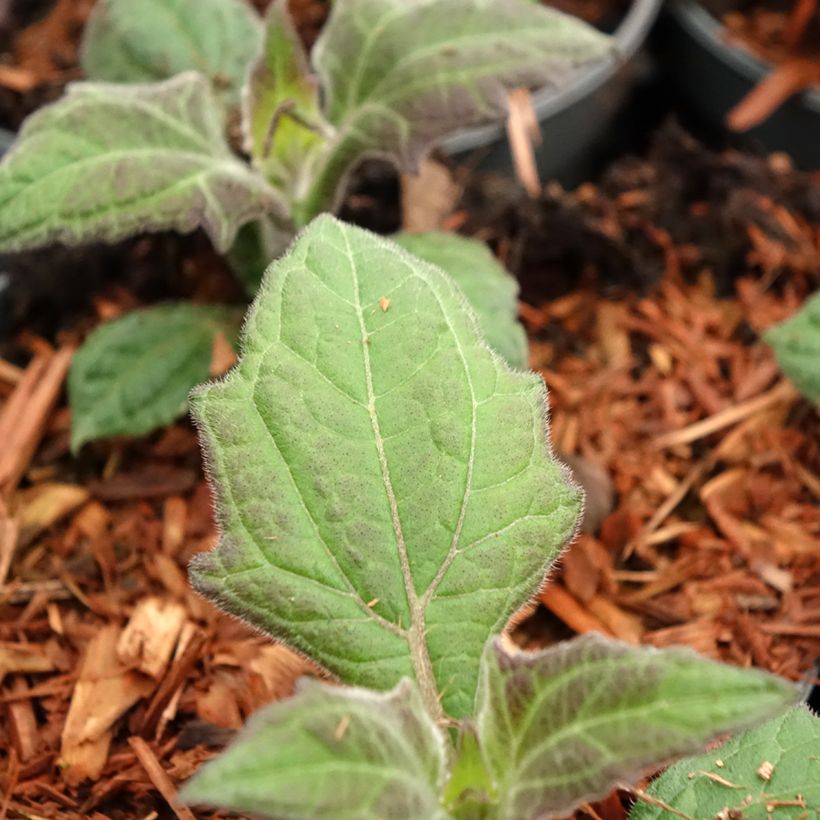 Yacón Morado (Fogliame)