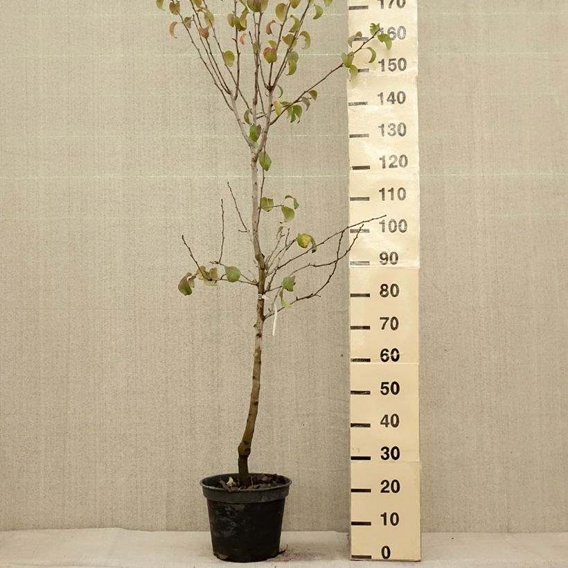 Esemplare di Pero Beurré Giffard Vaso da 7,5L/10L, Vasetto come consegnato in autunno