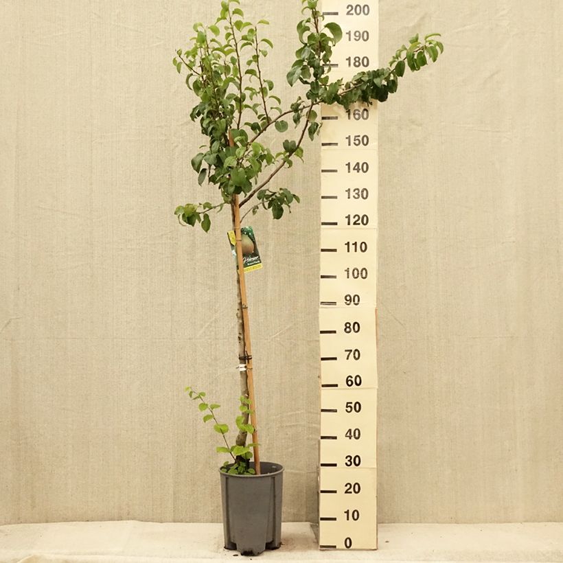 Esemplare di Pero Butirra Hardy (Beurré Hardy) Vaso da 7,5L/10L, Vaso impalcato medioAltezza consegnata circa 150/175cm consegnato in estate