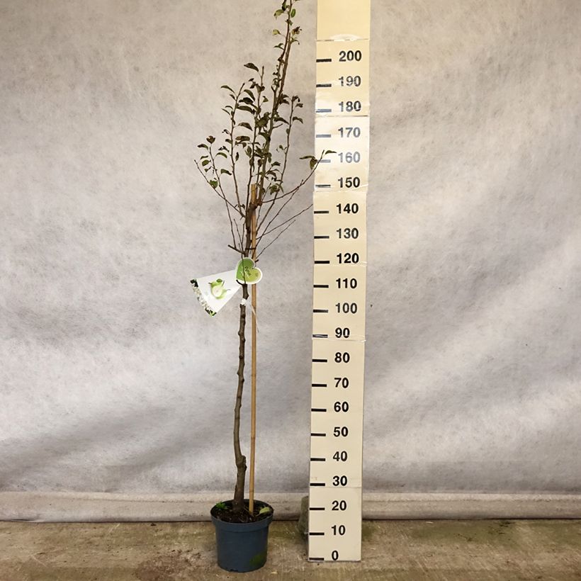 Esemplare di Pero Doyenne du Comice Vaso da 7,5L/10L, Vaso impalcato medio come consegnato in autunno