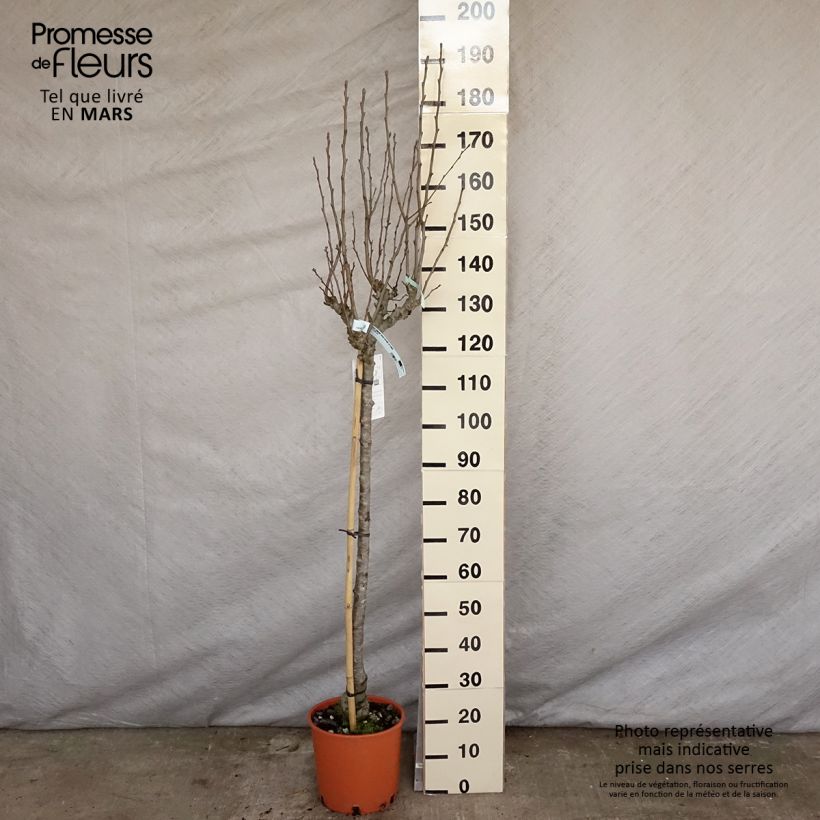 Pero Doyenne du Comice Vaso da 7,5L/10L, Vaso impalcato medio esemplare consegnato in primavera