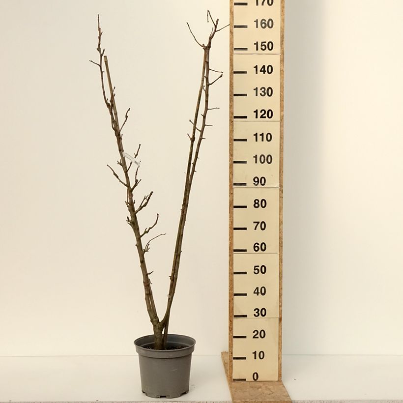 Pero Duo Vaso da 7,5L/10LAltezza consegnata circa 80/+cm esemplare consegnato in inverno