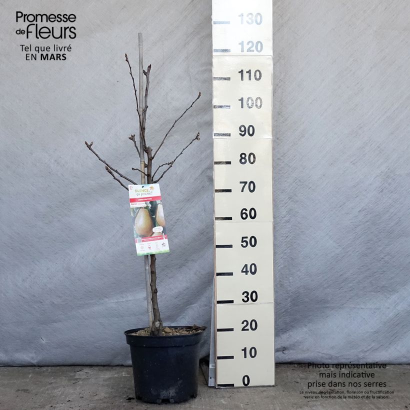 Pero Epine du Mas (Duc de Bordeaux) Vaso da 7,5L/10L, VasettoAltezza consegnata circa 140/160cm esemplare consegnato in primavera
