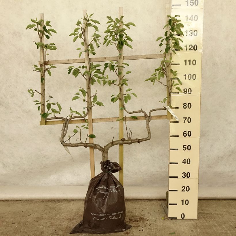 Esemplare di Pero Fertilia Delbard Delwilmor Zolla 'Pronta da piantare', Palmetta a doppia U consegnato in estate