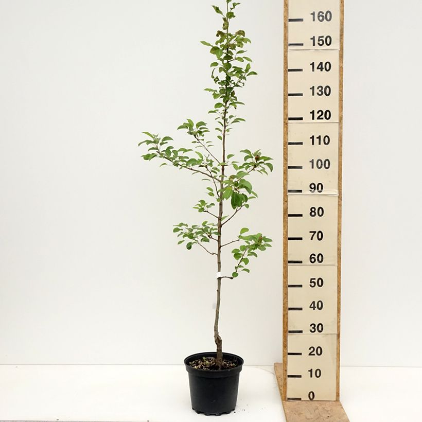 Pero General Leclerc Vaso da 7,5L/10L, Astone esemplare consegnato in primavera