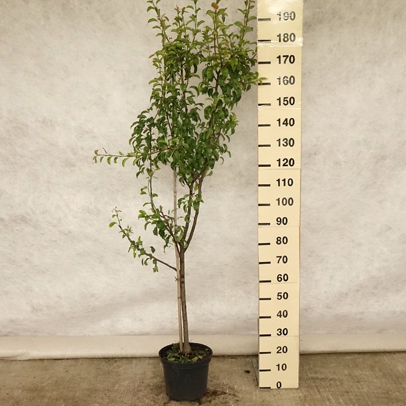 Esemplare di Pero Buona Luisa d'Avranches Vaso da 7,5L/10L, Vasetto consegnato in estate