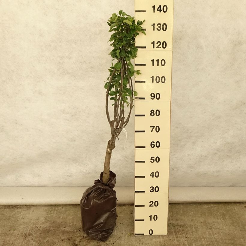 Esemplare di Pero nano Belle Helene Zolla 'Pronta da piantare', Vaso impalcato basso consegnato in estate