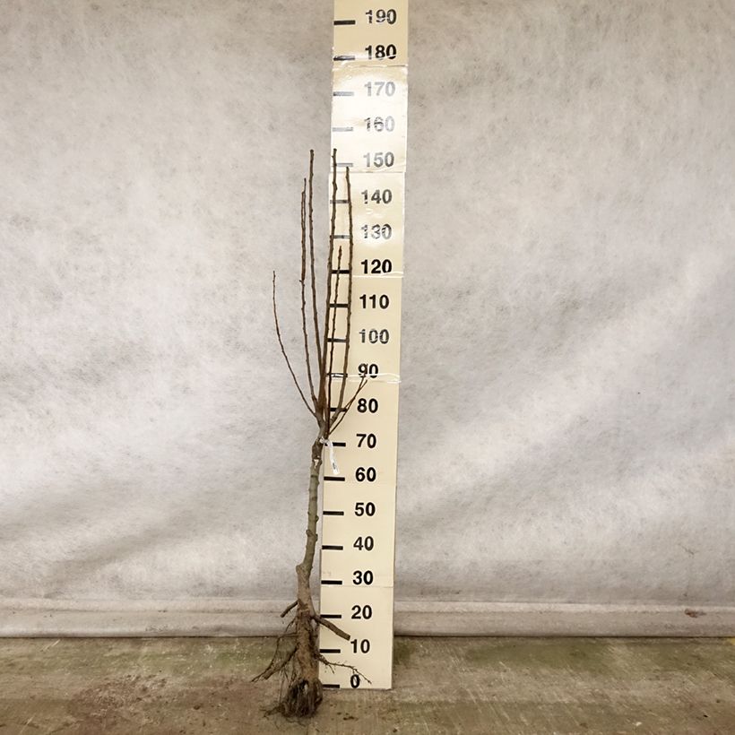 Esemplare di Pero nano Delbard d'Automne Delsanne Piante grandi a radice nuda, Vaso impalcato basso come consegnato in autunno