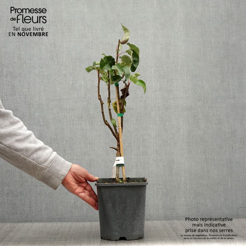 Esemplare di Pero nano Fruit Me Pear Me Conférence Vaso da 4L/5L, Nano come consegnato in autunno