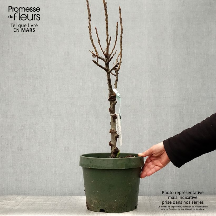 Pero nano Garden Gem Pyred Vaso da 6L/7L, NanoAltezza consegnata circa Tige de 40 cmcm esemplare consegnato in primavera