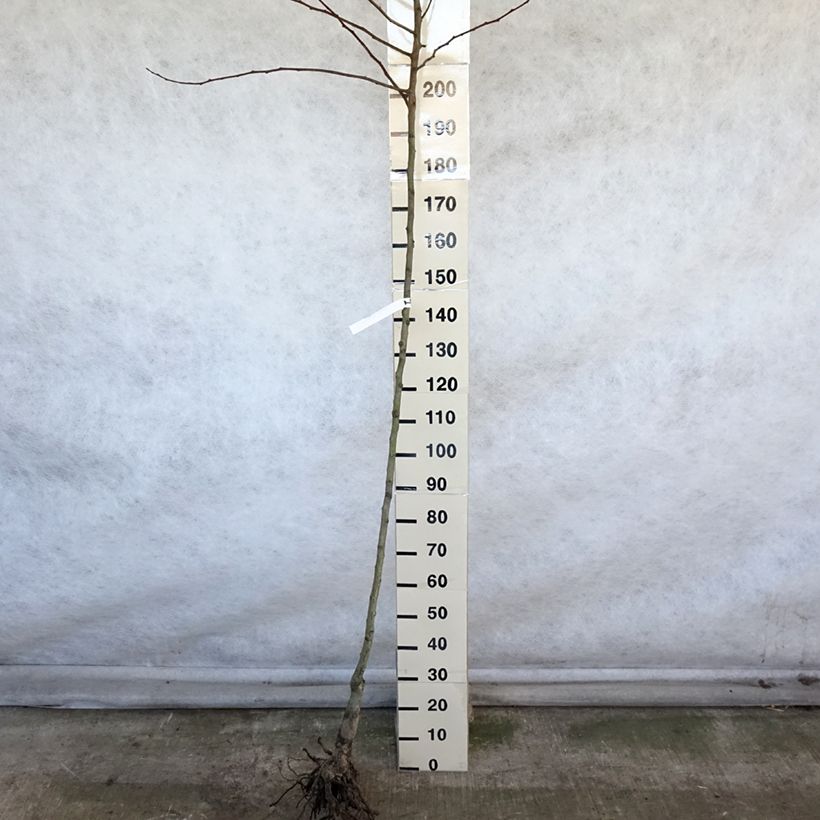 Pero Saint Rémy Piante grandi a radice nuda, Vaso impalcato altoAltezza consegnata circa 250cm esemplare consegnato in inverno