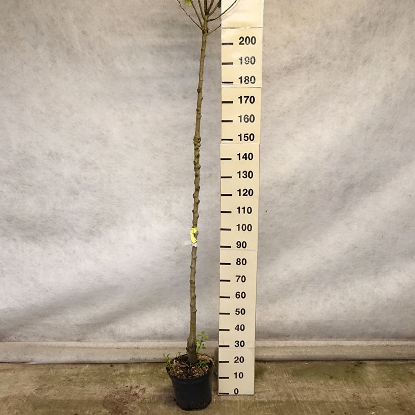 Esemplare di Pero Triomphe de Vienne Vaso da 7,5L/10L, Vaso impalcato alto come consegnato in autunno