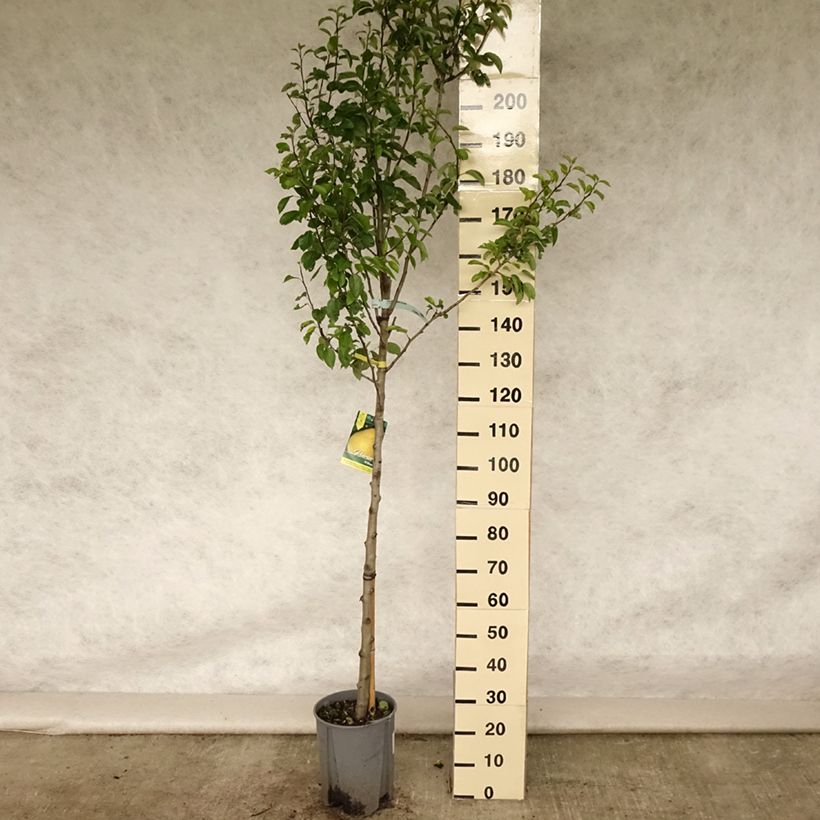 Esemplare di Pero Williams Vaso da 7,5L/10L, Vaso impalcato medio consegnato in estate