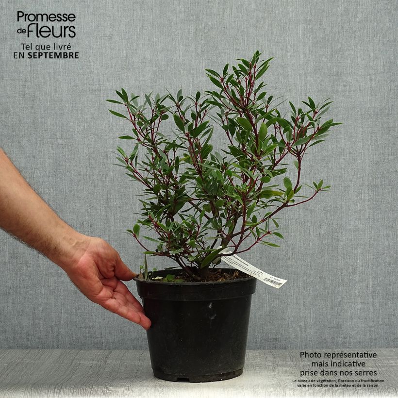 Esemplare di Drimys aromatica Vaso da 4L/5L come consegnato in autunno
