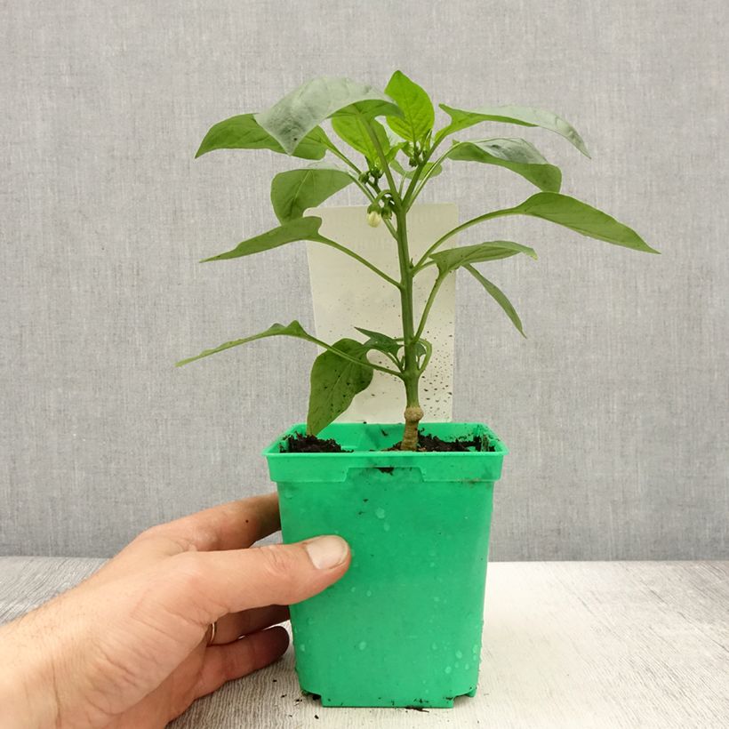 Peperone Velvet F1 Vaso da Ø 10 cm/11 cm esemplare consegnato in primavera