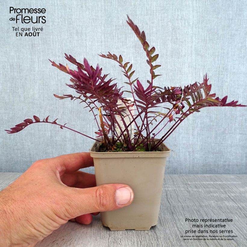 Esemplare di Polemonium Bressingham Purple Vasetto da 8/9 cm consegnato in estate
