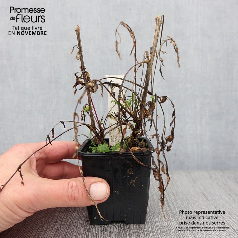 Esemplare di Polemonium carneum Apricot Delight Vasetto da 8/9 cm come consegnato in autunno