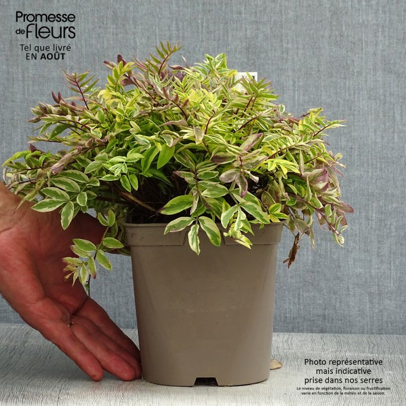 Esemplare di Polemonium pulcherrimum Golden Feathers Vaso da 2L/3L consegnato in estate