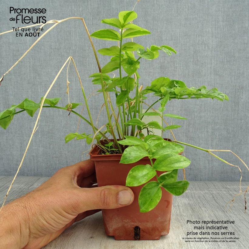 Esemplare di Polemonium reptans Stairway to Heaven Vaso da 1L/1,5L consegnato in estate