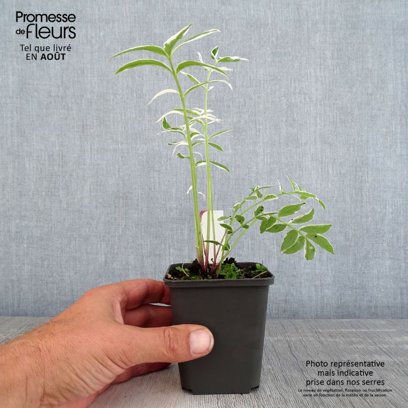 Esemplare di Polemonium reptans Touch of Class Vasetto da 8/9 cm consegnato in estate