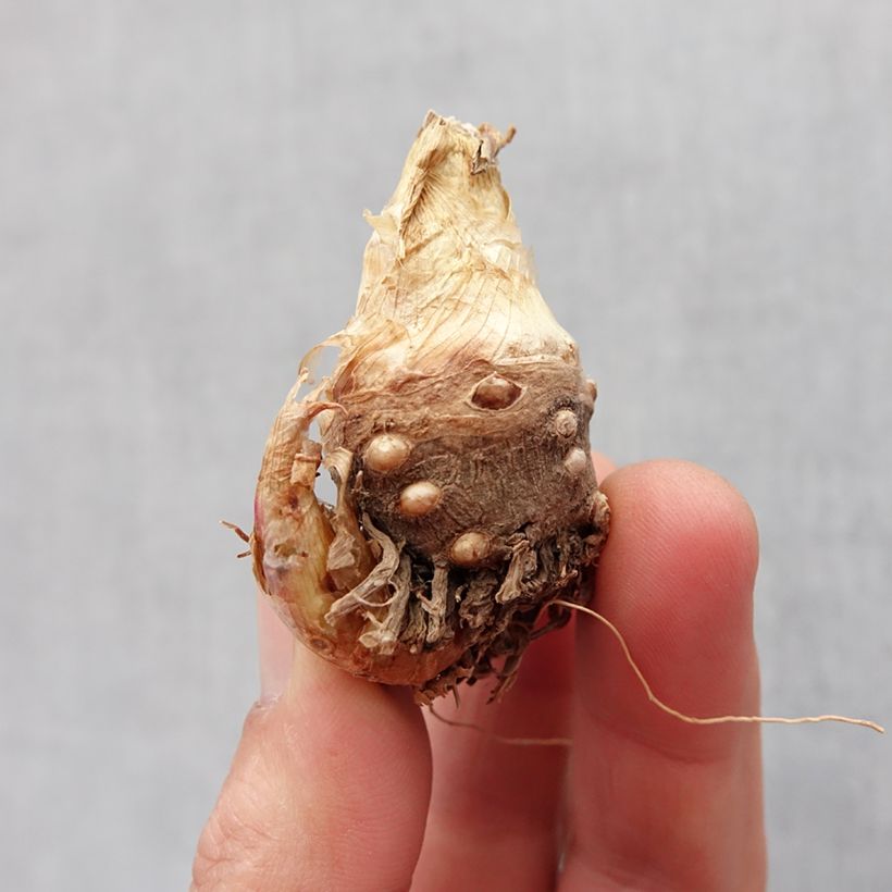 Polianthes tuberosa Sensation Bulbo taglia 10+ esemplare consegnato in primavera