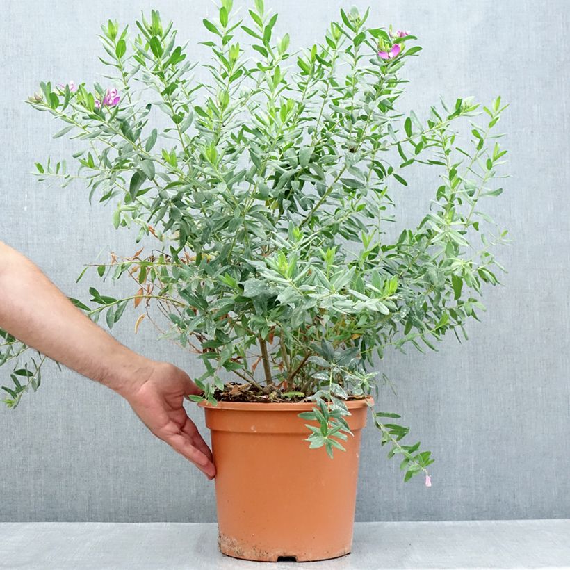 Esemplare di Polygala myrtifolia Vaso da 7,5L/10L consegnato in estate