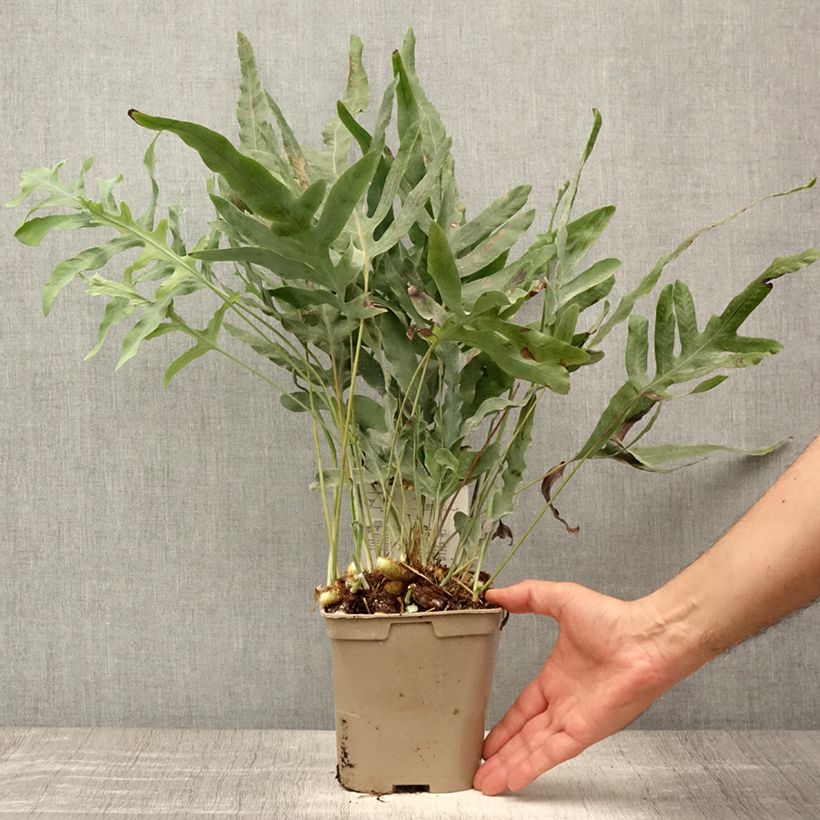 Esemplare di Phlebodium pseudoaureum Vaso da 2L/3L consegnato in estate