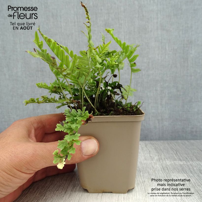 Esemplare di Polypodium vulgare Bifido Multifidum - Polipodio comune Vasetto da 8/9 cm consegnato in estate