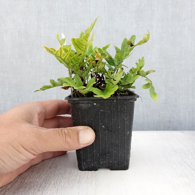 Esemplare di Polypodium cambricum Whitley Giant - Polipodio meridionale Vasetto da 8/9 cm consegnato in estate