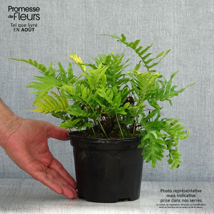 Esemplare di Polypodium cambricum Whitley Giant - Polipodio meridionale Vaso da 2L/3L consegnato in estate