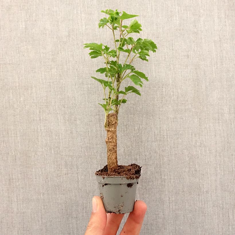 Polyscias balfouriana Butterfly - Aralia de Balfour - Motte 5 cm x 7 cm esemplare consegnato in primavera