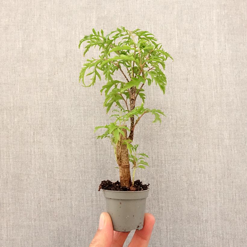 Polyscias filicifolia - Faux-aralia à feuilles de fougère - Motte 5 cm x 7 cm esemplare consegnato in primavera