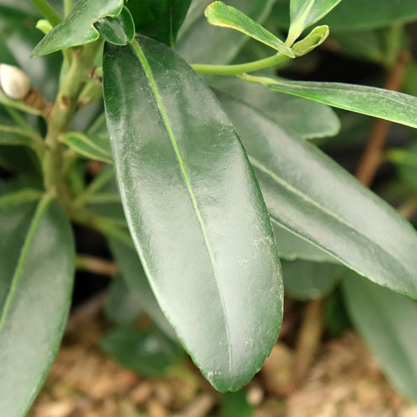 Polyspora axillaris - Gordonia (Fogliame)