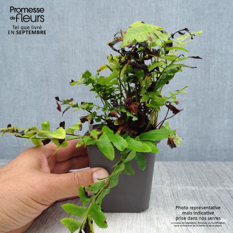 Esemplare di Polystichum acrostichoides Vasetto da 8/9 cm consegnato in estate