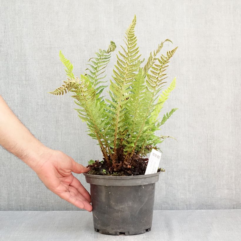 Esemplare di Polystichum aculeatum - Felce aculeata Vaso da 2L/3L consegnato in estate