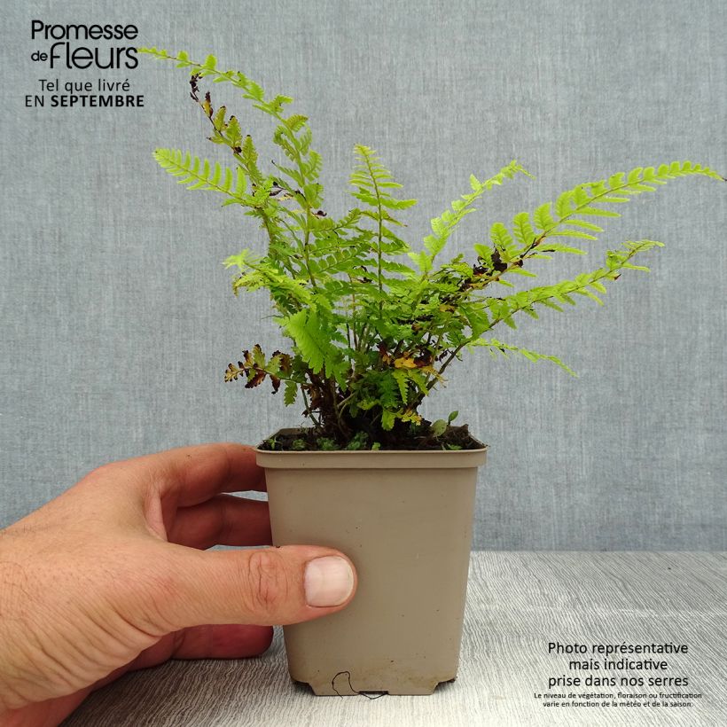 Esemplare di Polystichum braunii - Felce di Braun Vasetto da 8/9 cm consegnato in estate